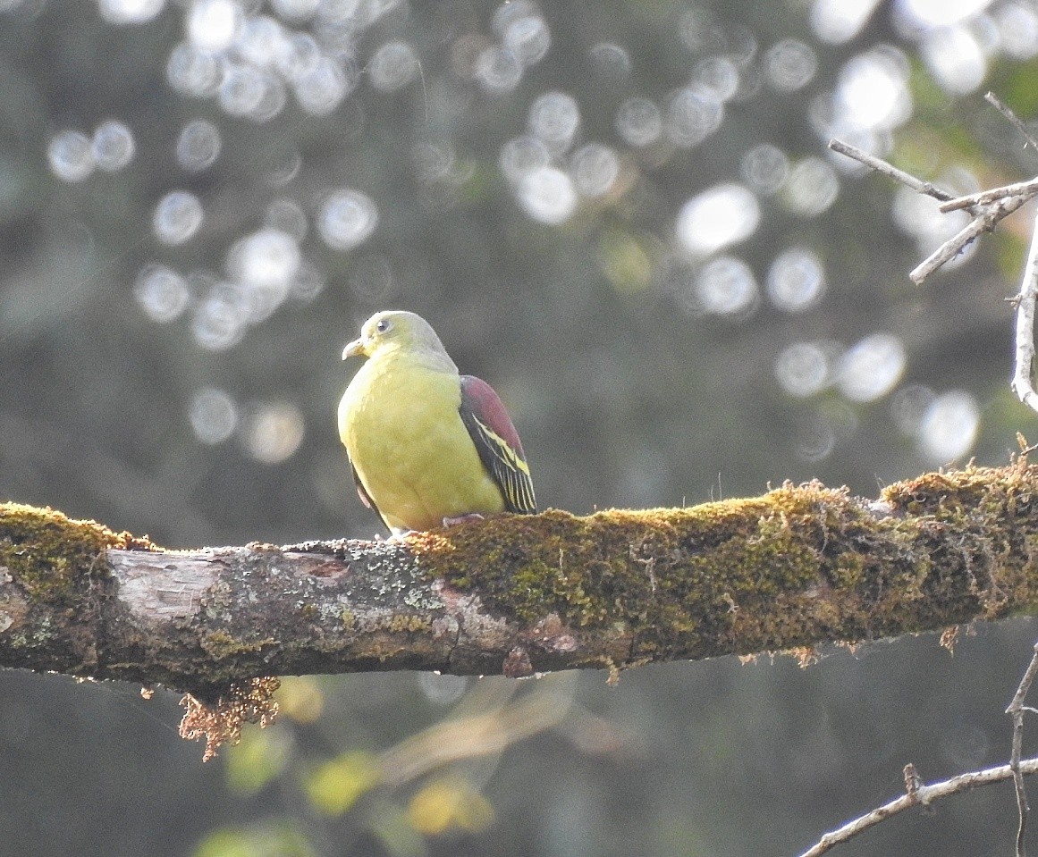 Gray-fronted Green-Pigeon - ML576259831