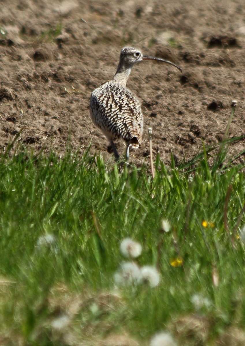 Long-billed Curlew - ML57625991