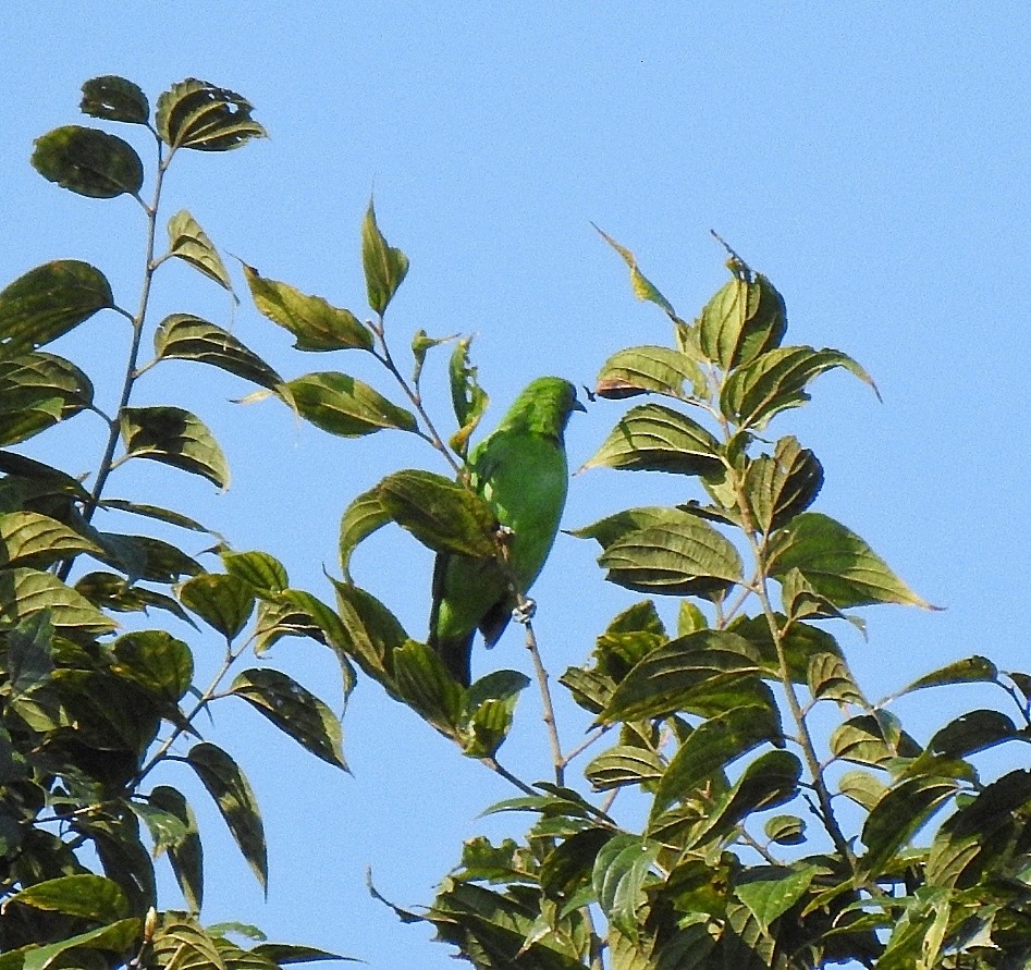 Jerdon's Leafbird - ML576261611