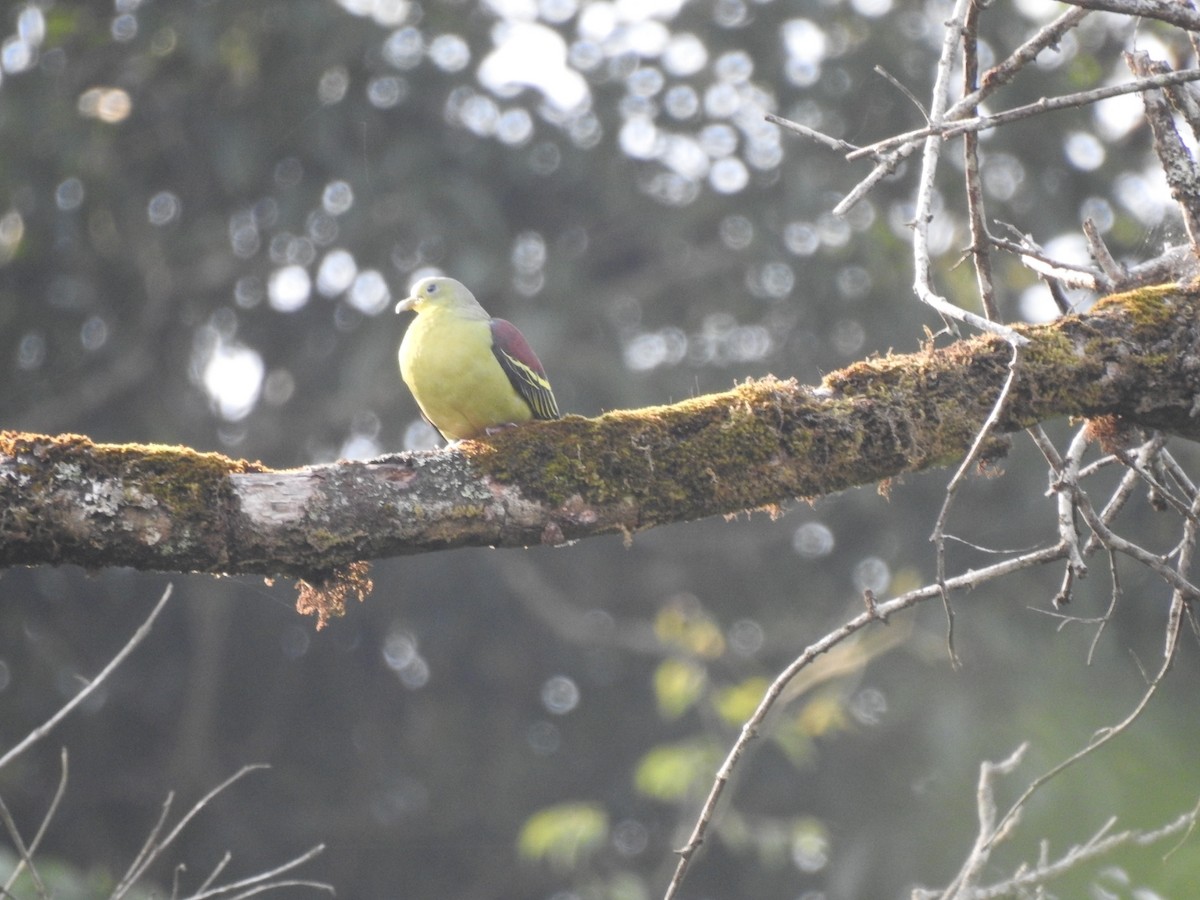 Gray-fronted Green-Pigeon - ML576262801