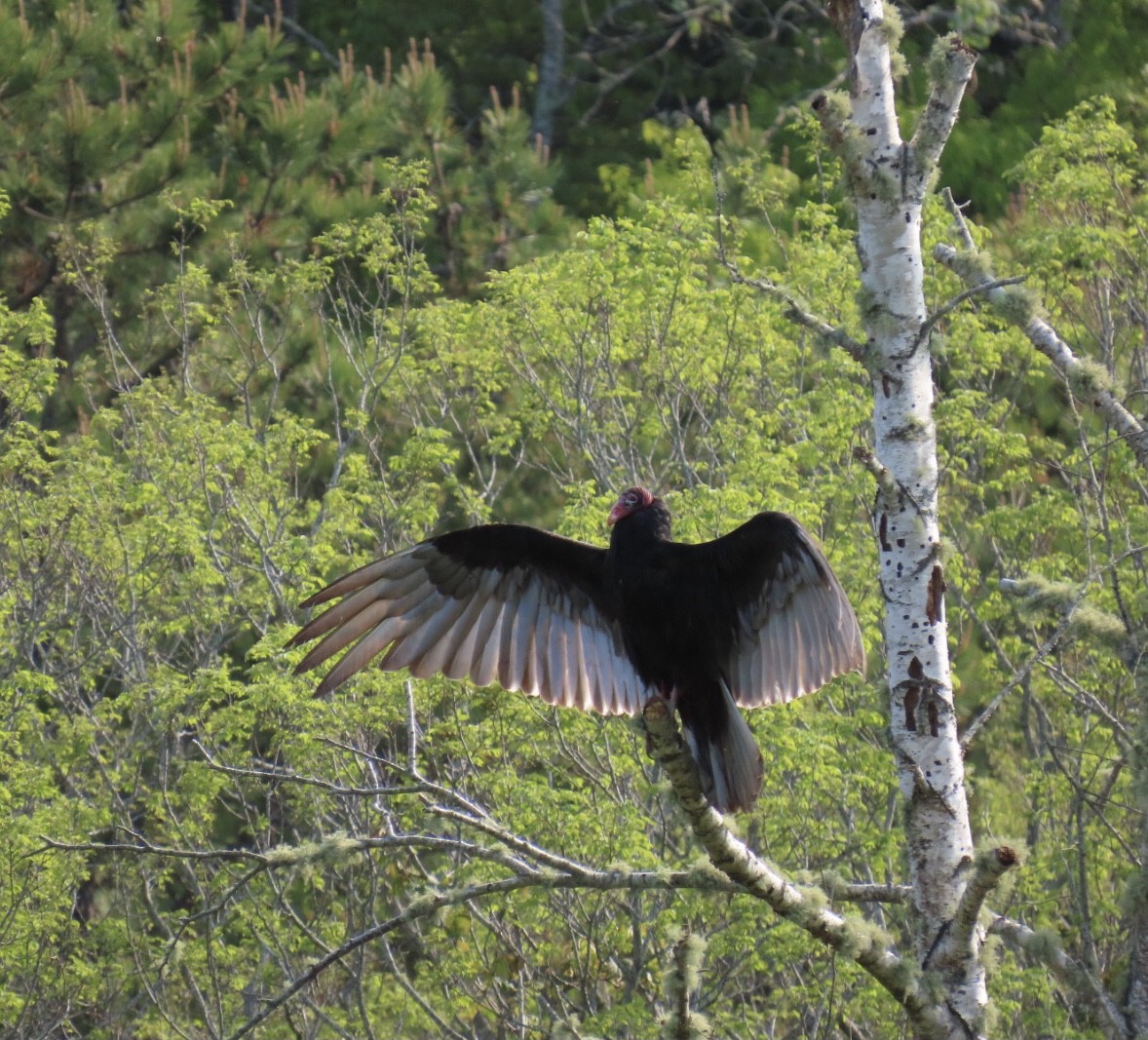 eBird Checklist 23 May 2023 Falmouth Town Forest 36 species