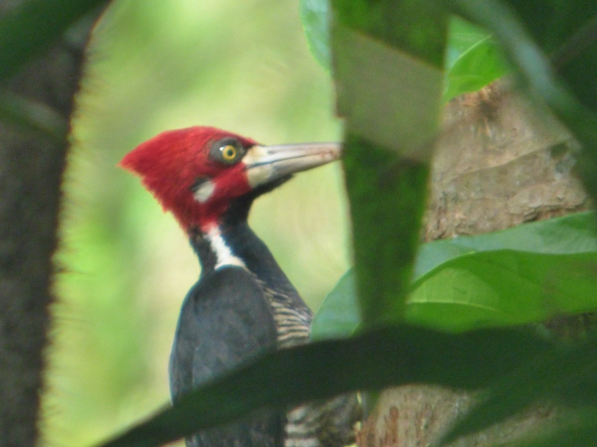 Crimson-crested Woodpecker - ML576266301