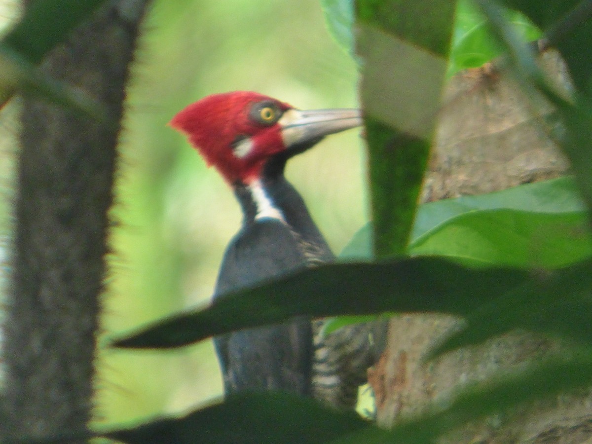 Crimson-crested Woodpecker - ML576266331