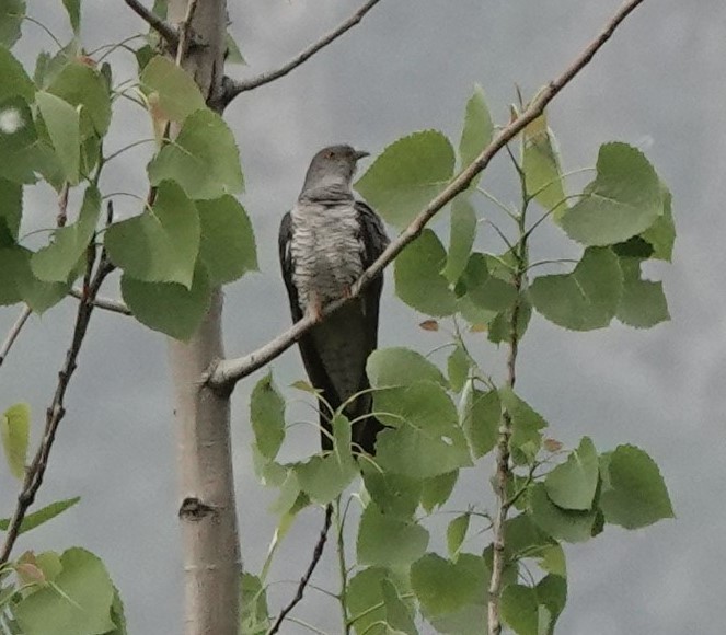 Common Cuckoo - ML576266661