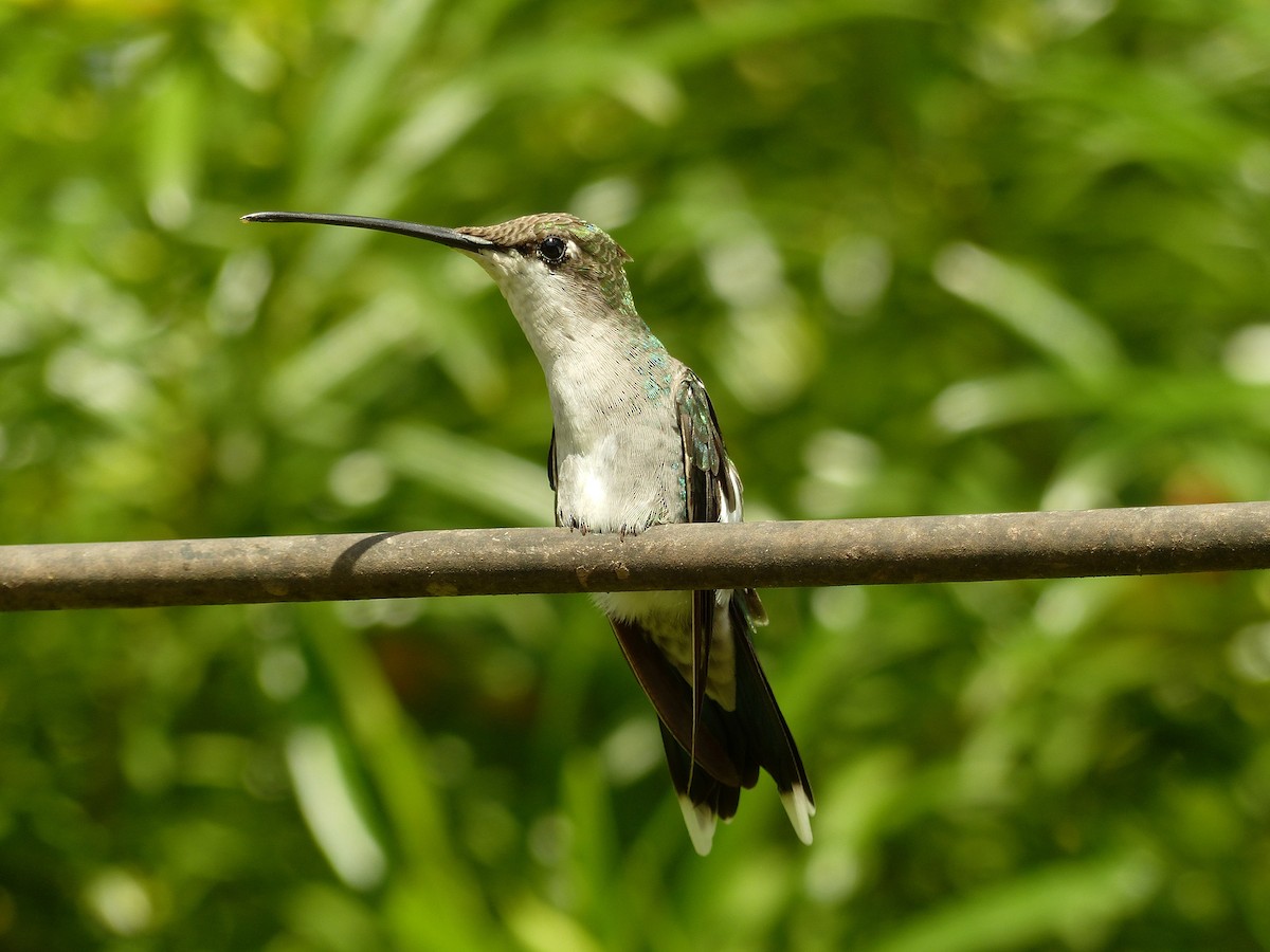 kolibřík cerradový - ML57626951