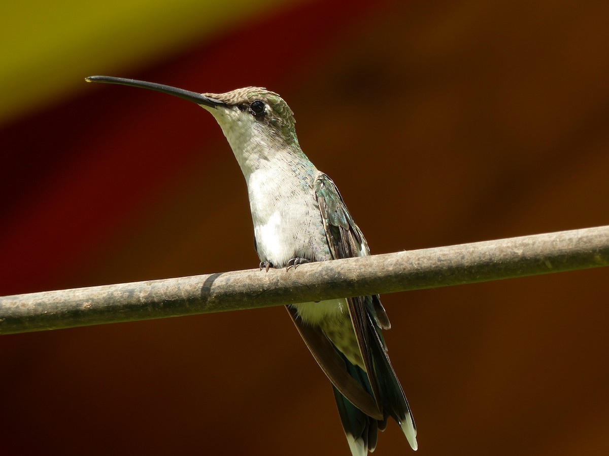 kolibřík cerradový - ML57626961