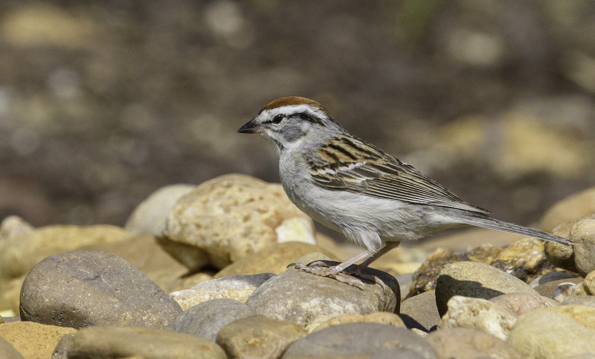 Chipping Sparrow - Keith Kennedy