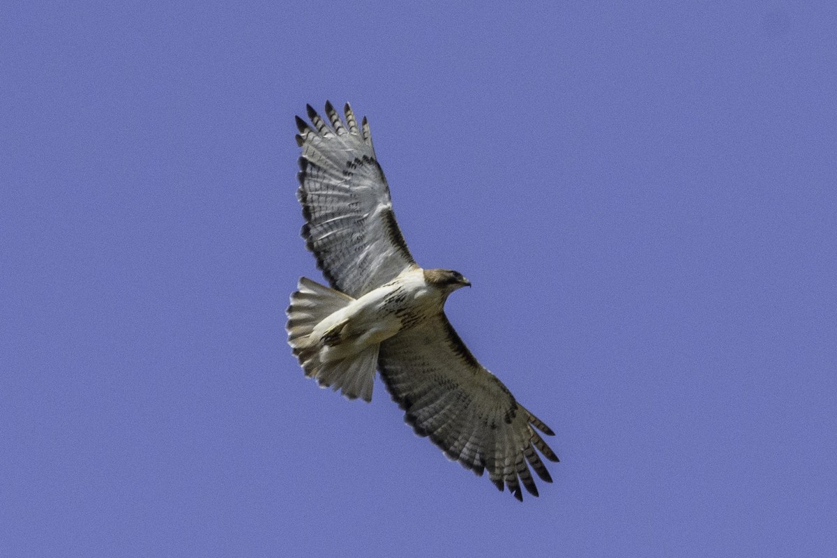 Red-tailed Hawk - Keith Kennedy