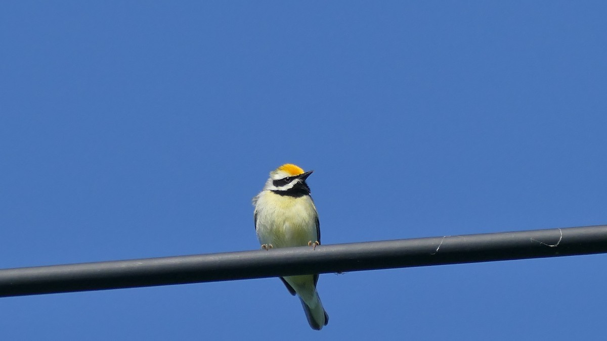 Golden-winged x Blue-winged Warbler (hybrid) - Avery Fish
