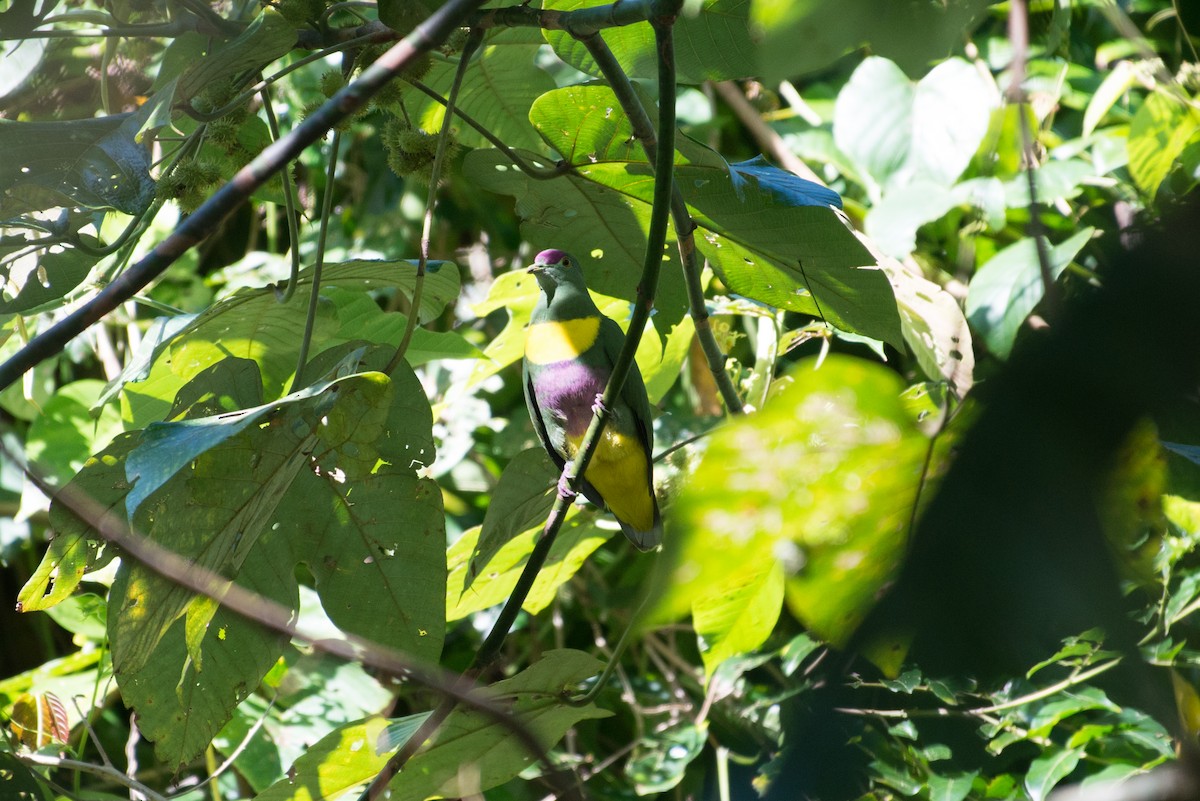 Yellow-bibbed Fruit-Dove - ML576273781