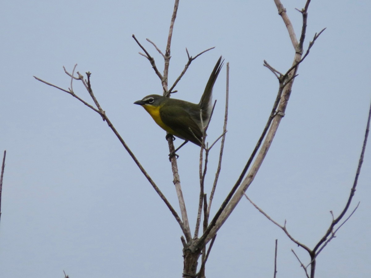 Yellow-breasted Chat - ML576274541