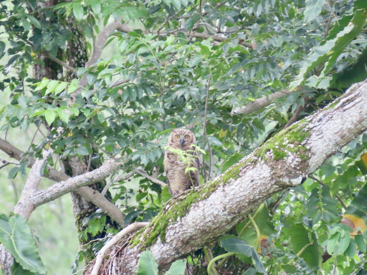 Great Horned Owl - ML576274821