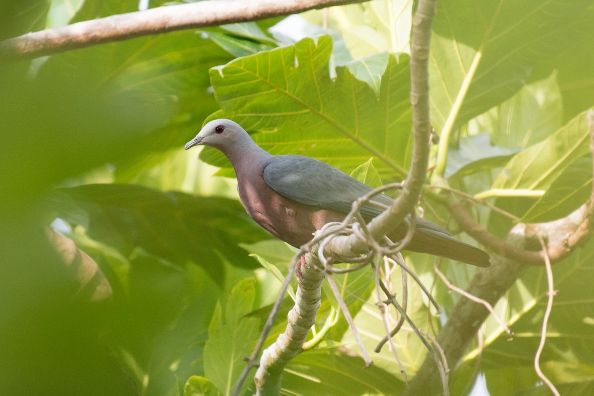 Chestnut-bellied Imperial-Pigeon - ML576275401