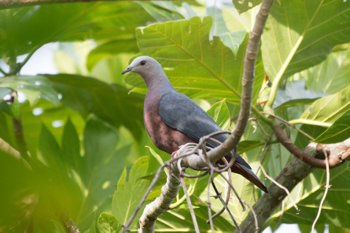 Chestnut-bellied Imperial-Pigeon - ML576275431