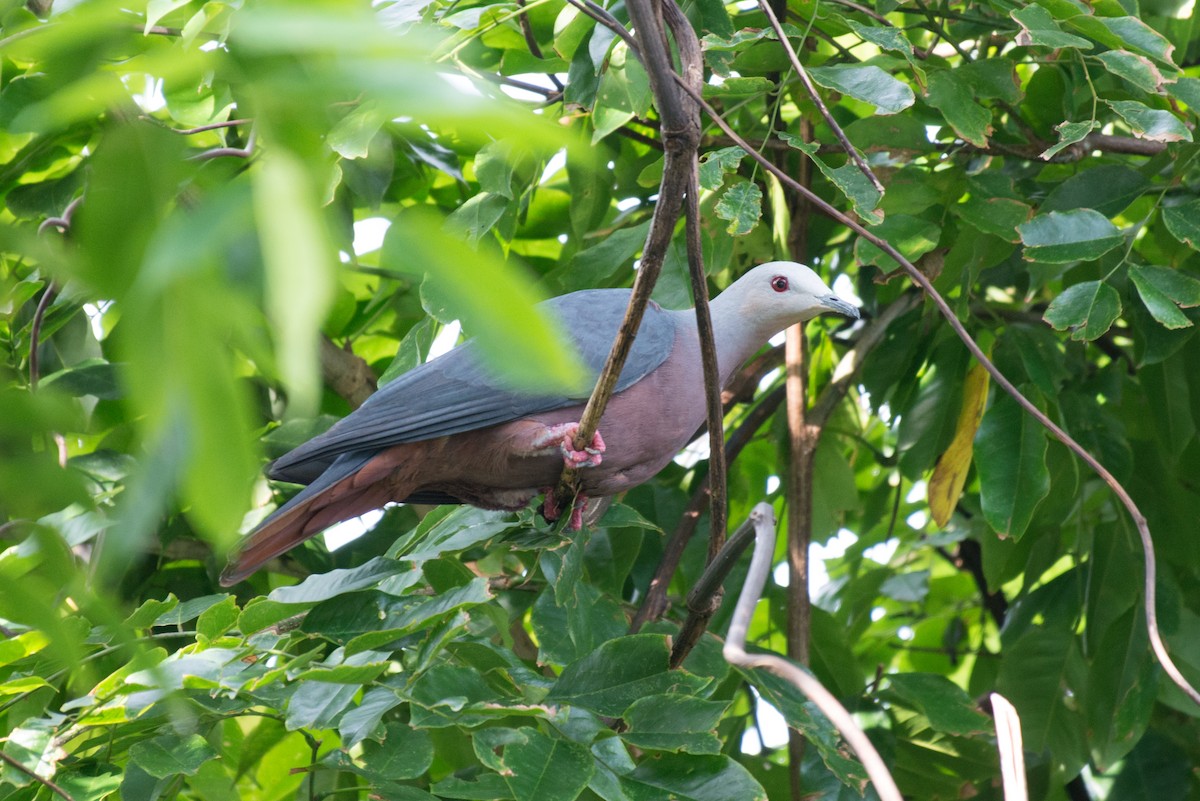 Chestnut-bellied Imperial-Pigeon - ML576275441