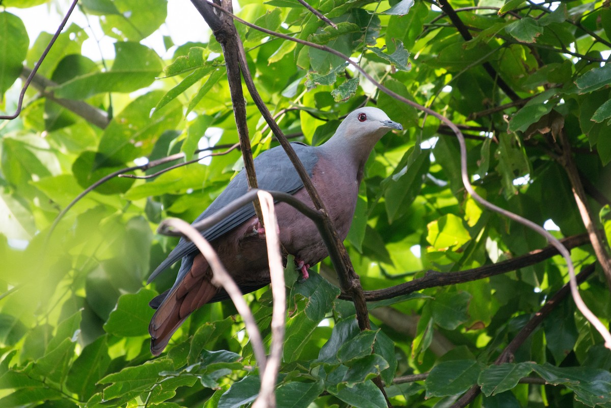 Chestnut-bellied Imperial-Pigeon - ML576275461