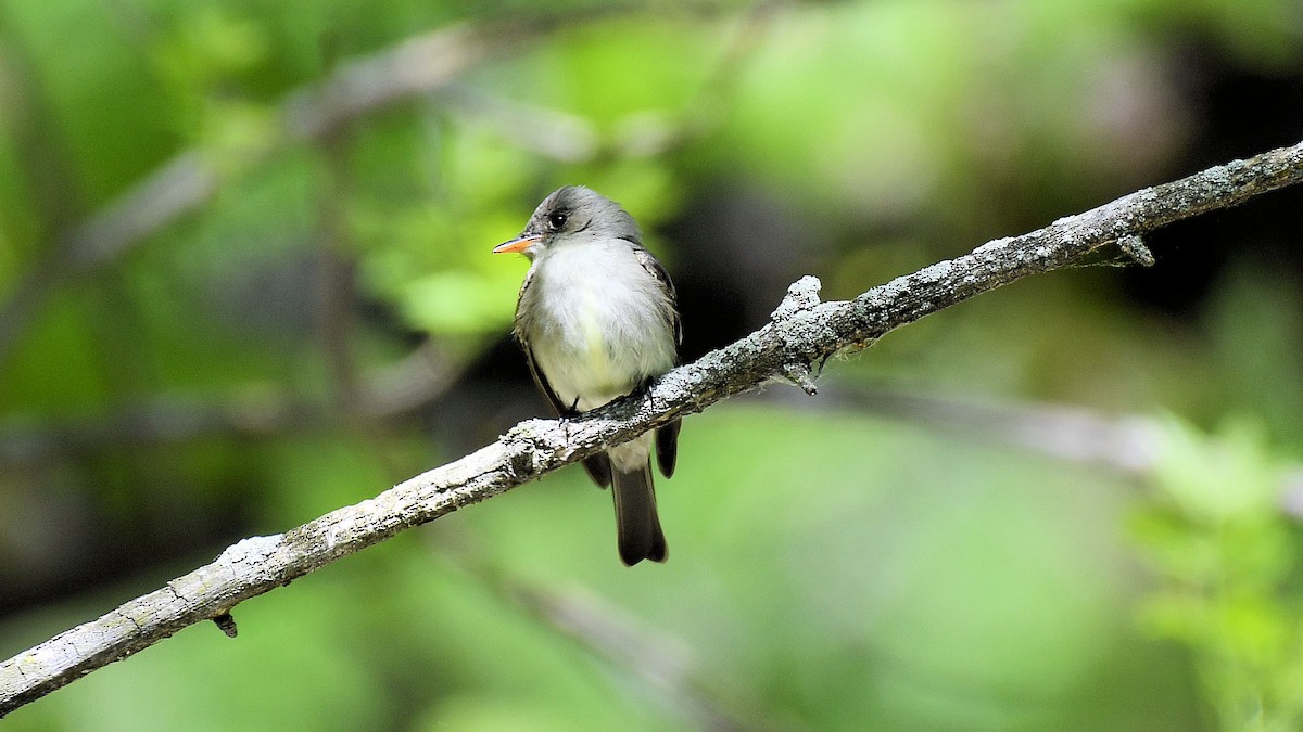 eBird Checklist 22 May 2023 Pointe Yamachiche 21 species