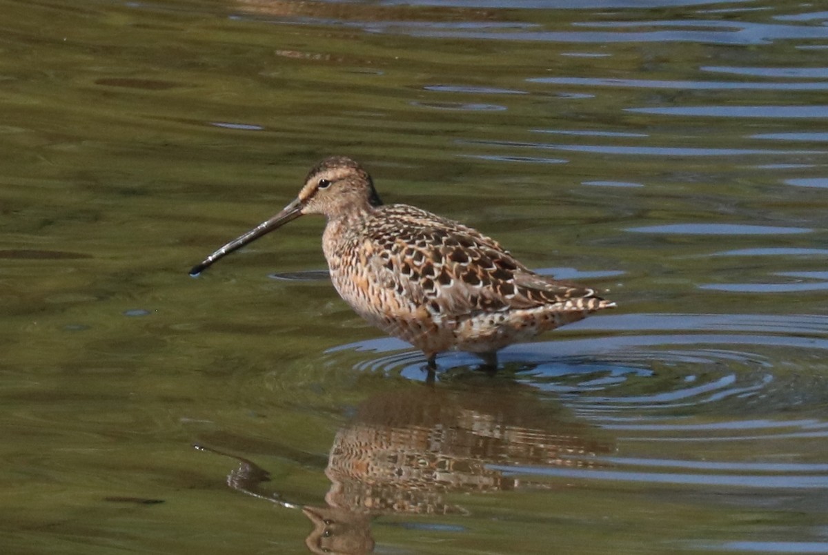 Long-billed Dowitcher - ML576278801