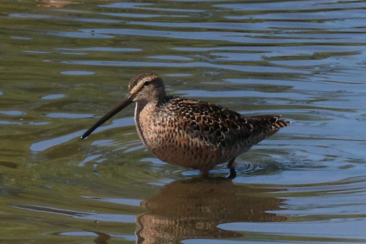 Long-billed Dowitcher - ML576279021