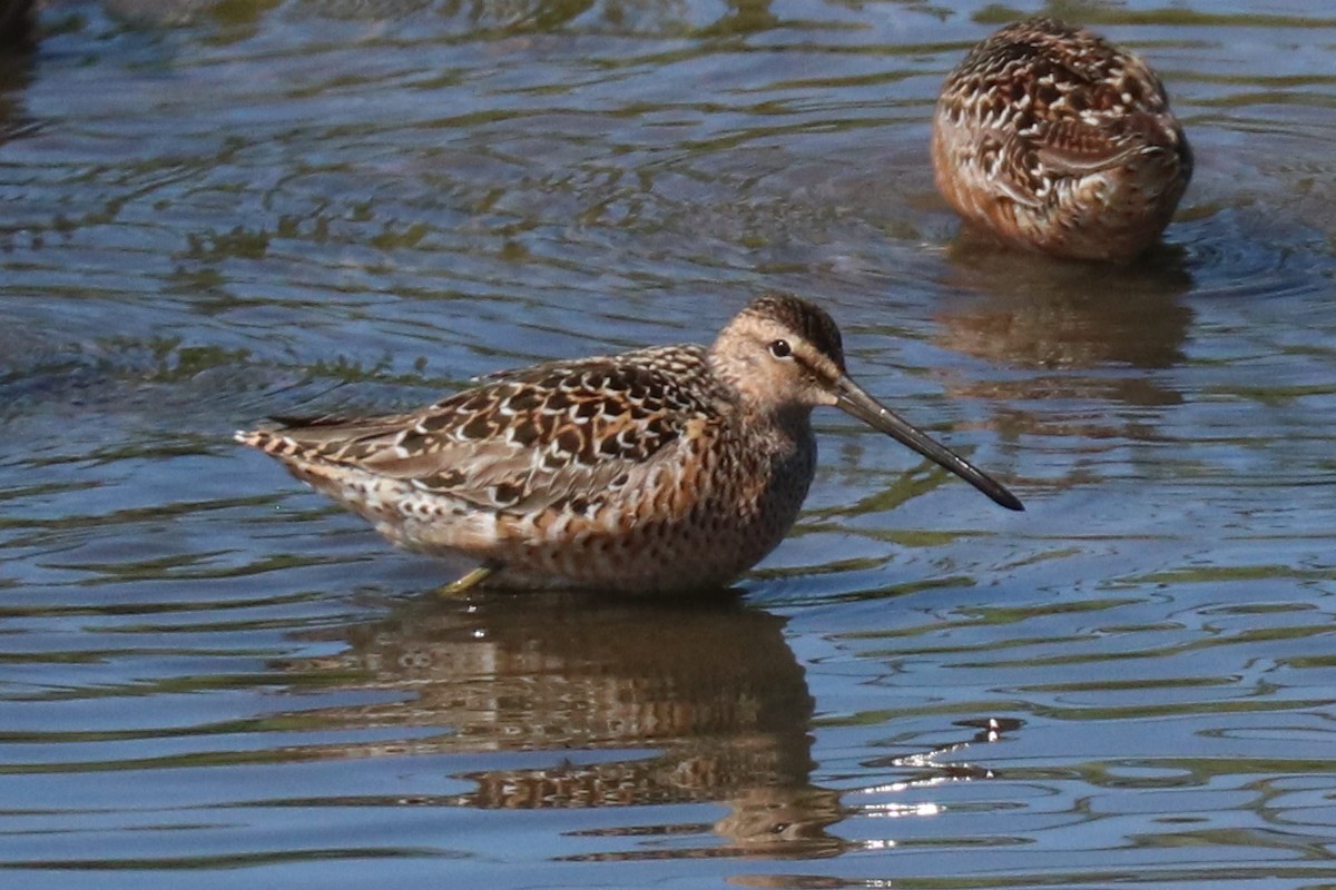 Long-billed Dowitcher - ML576279191