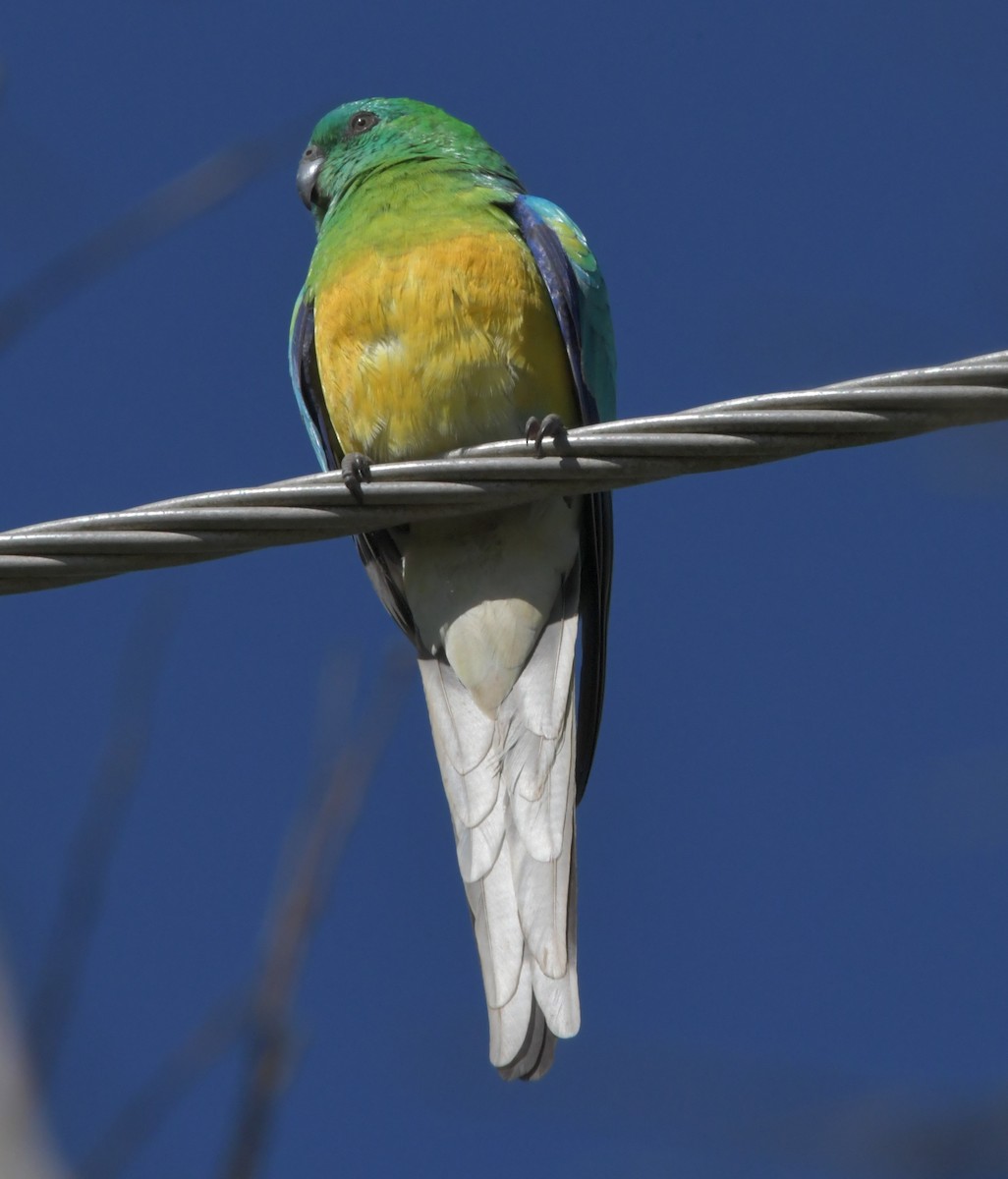 Red-rumped Parrot - ML576282871