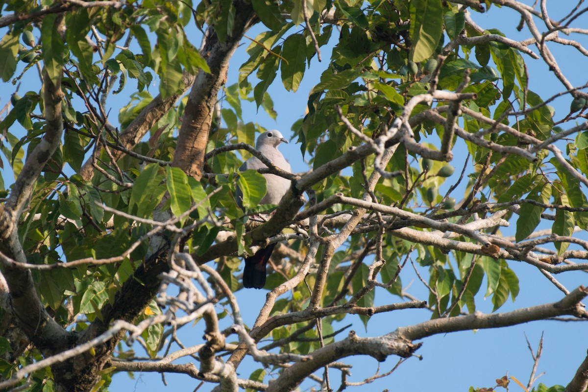 Island Imperial-Pigeon - ML576285421