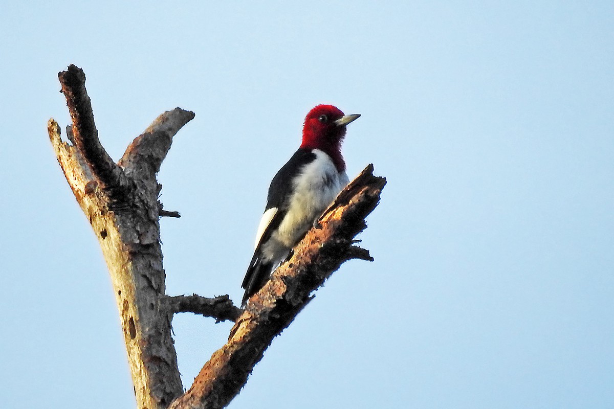 Red-headed Woodpecker - Steve Raduns