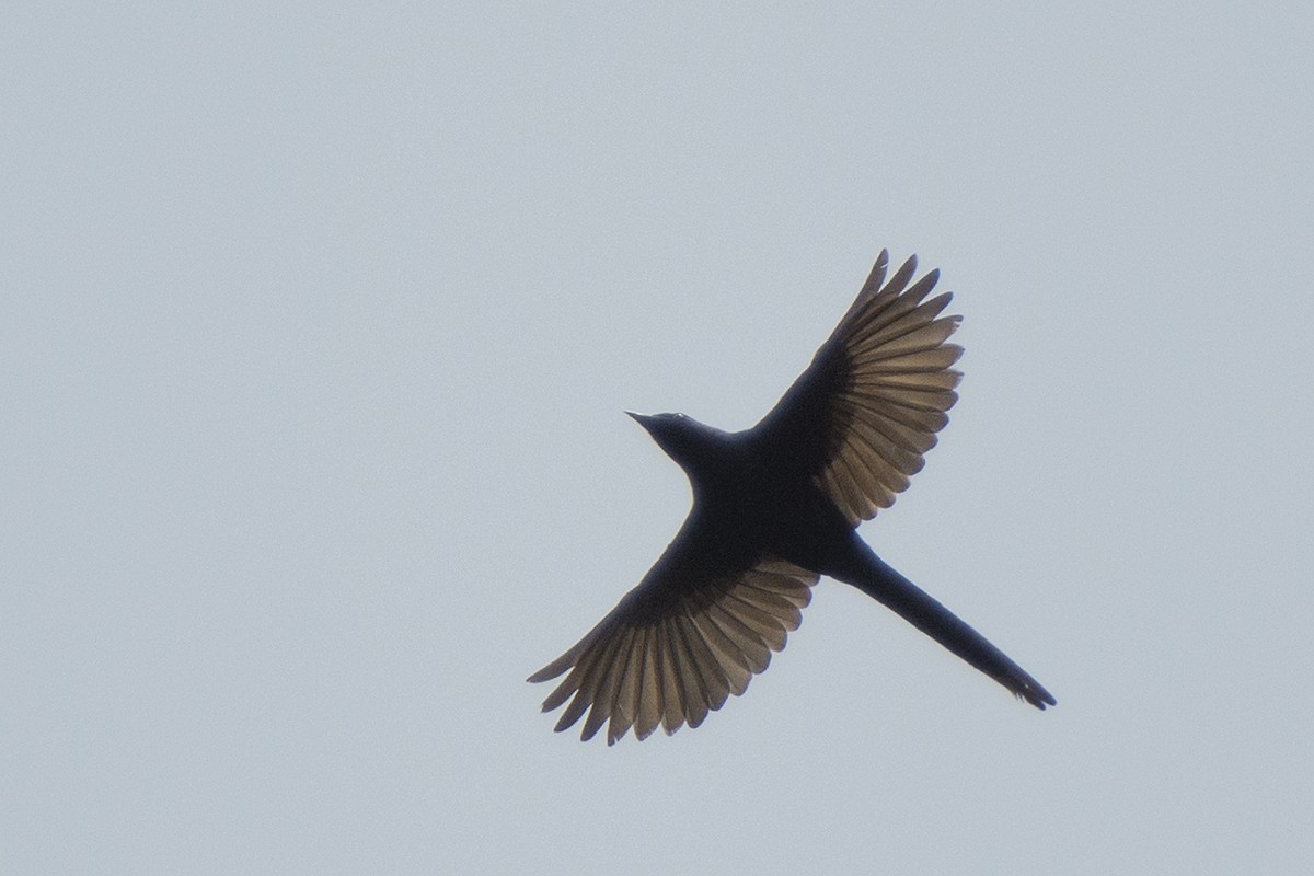 Narrow-tailed Starling - ML576290151