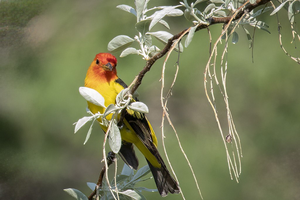 Western Tanager - ML576290871