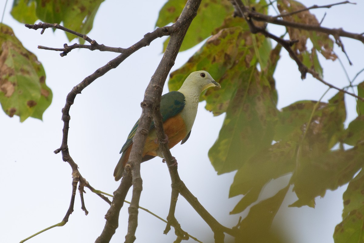 Silver-capped Fruit-Dove - ML576294731