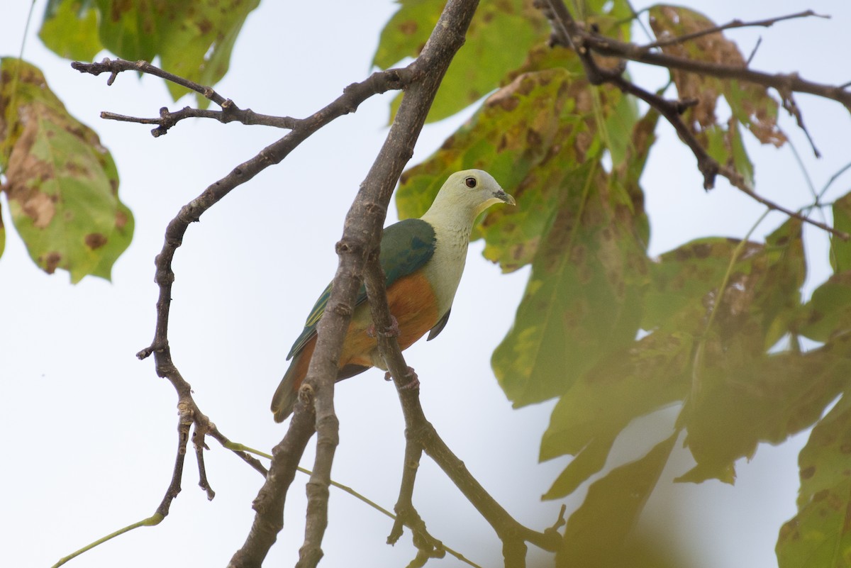Silver-capped Fruit-Dove - ML576294751