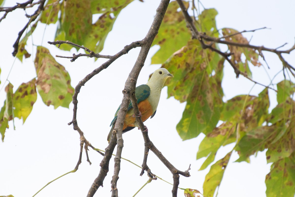 Silver-capped Fruit-Dove - ML576294771