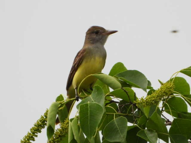 Great Crested Flycatcher - ML576300881