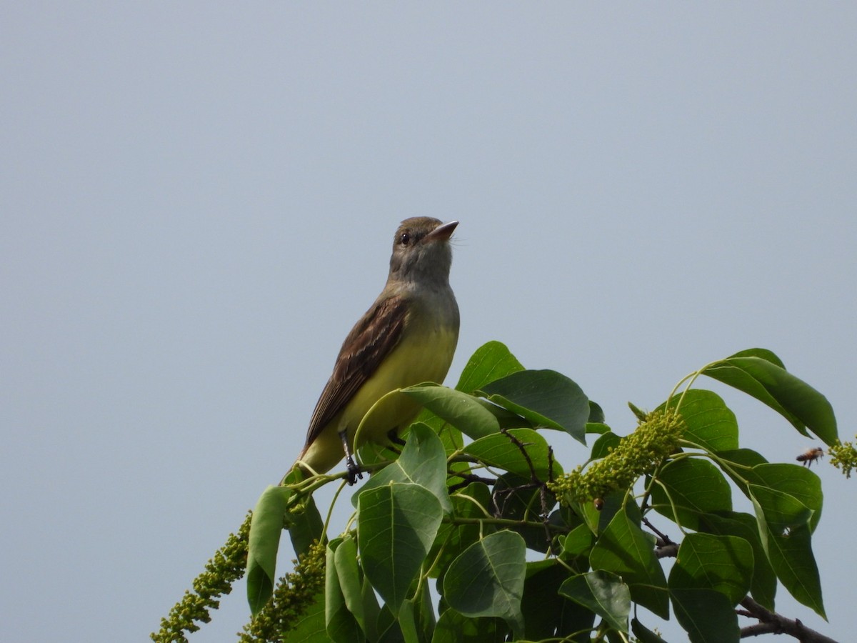 Great Crested Flycatcher - ML576300931
