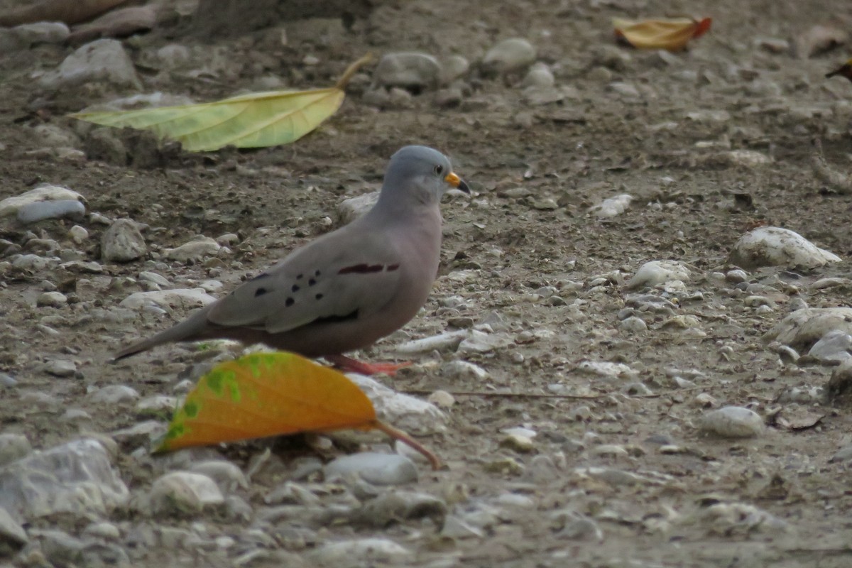 Croaking Ground Dove - Manuel Roncal Inca Finch