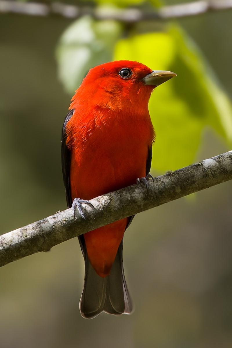 Scarlet Tanager - ML576307421