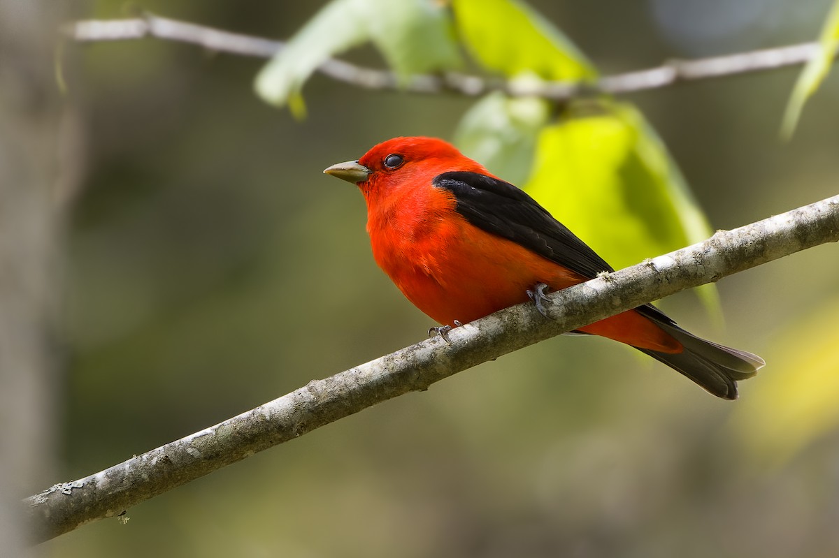 Scarlet Tanager - ML576307441