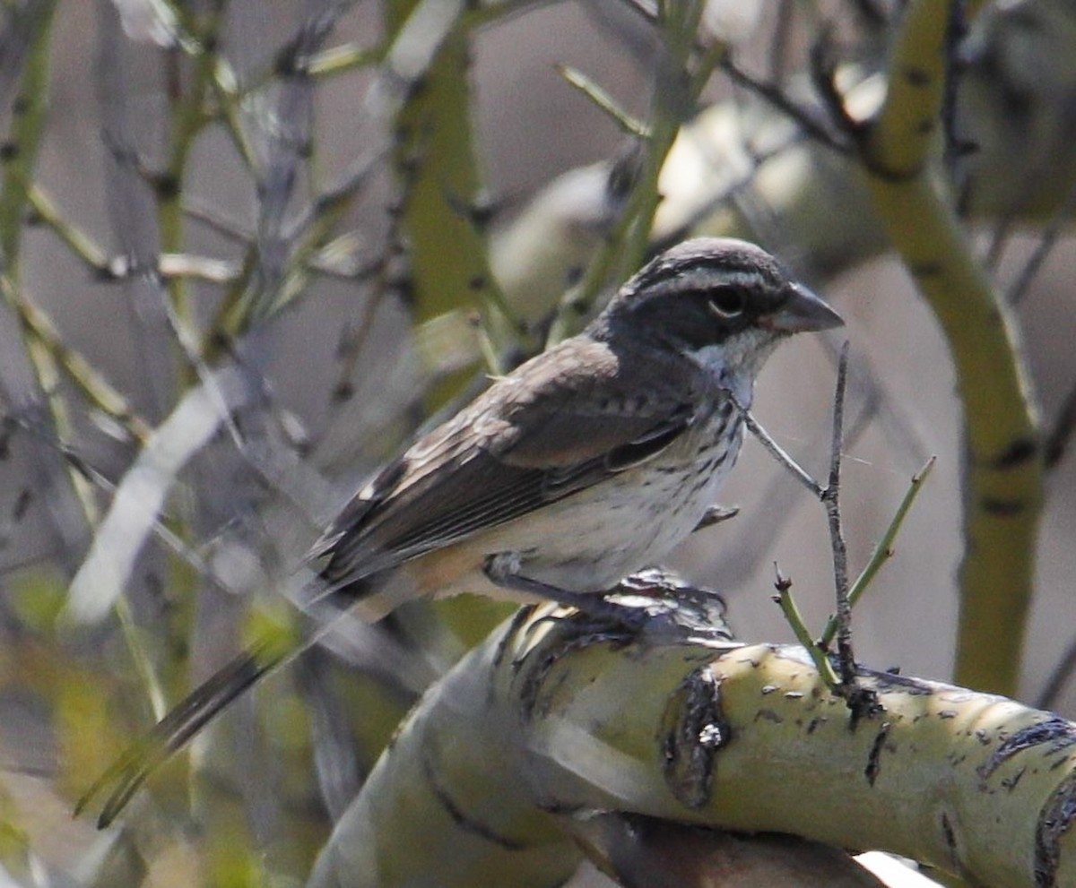 Black-throated Sparrow - ML576308031