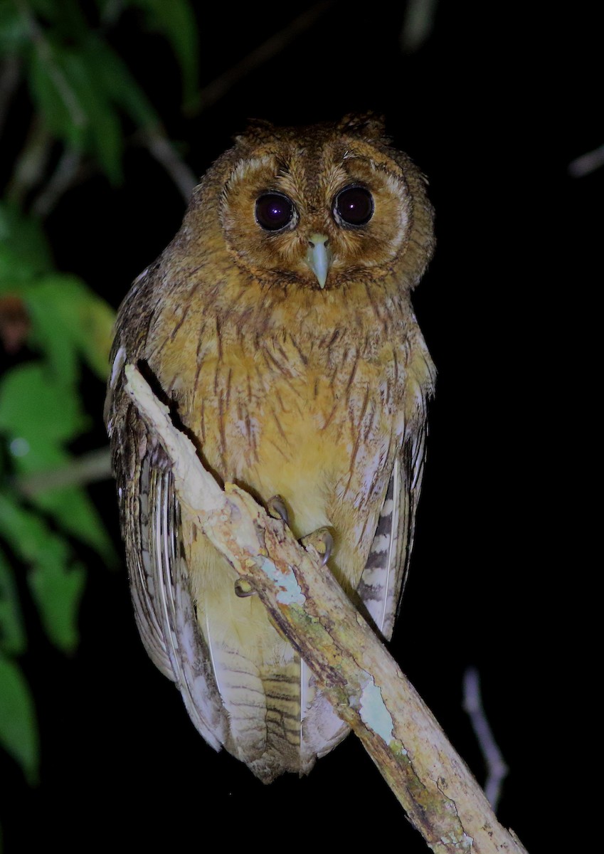 Jamaican Owl - Kyle Elliott