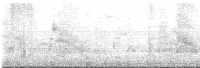 tyranovec vrbový - ML576308871