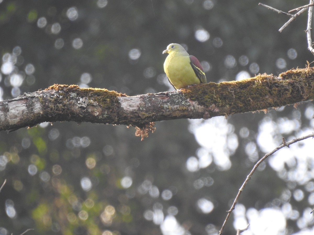 Gray-fronted Green-Pigeon - Praveen Tangirala