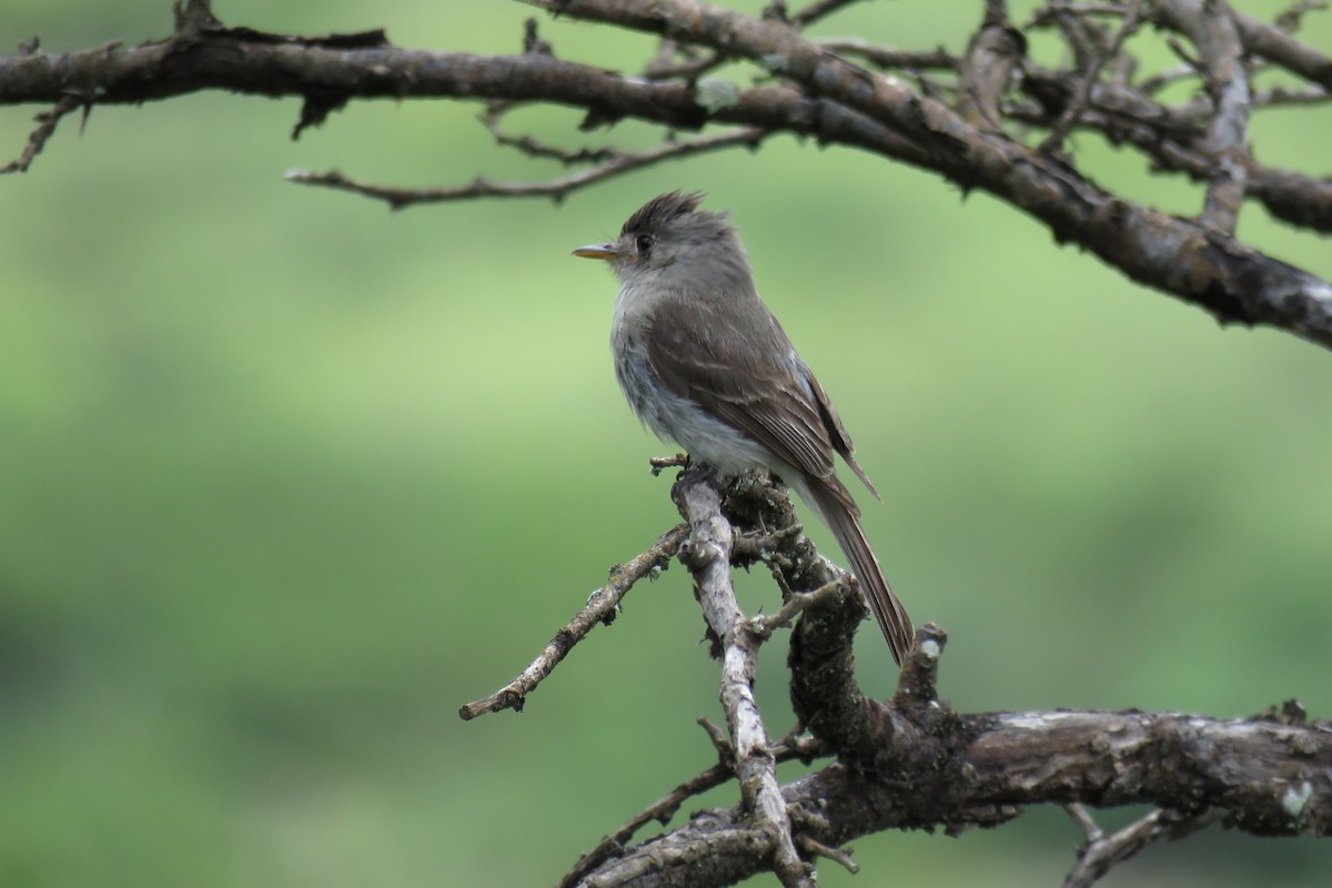 Tumbes Pewee - Manuel Roncal Inca Finch