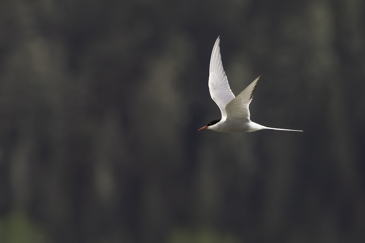 Arctic Tern - Cam Nikkel
