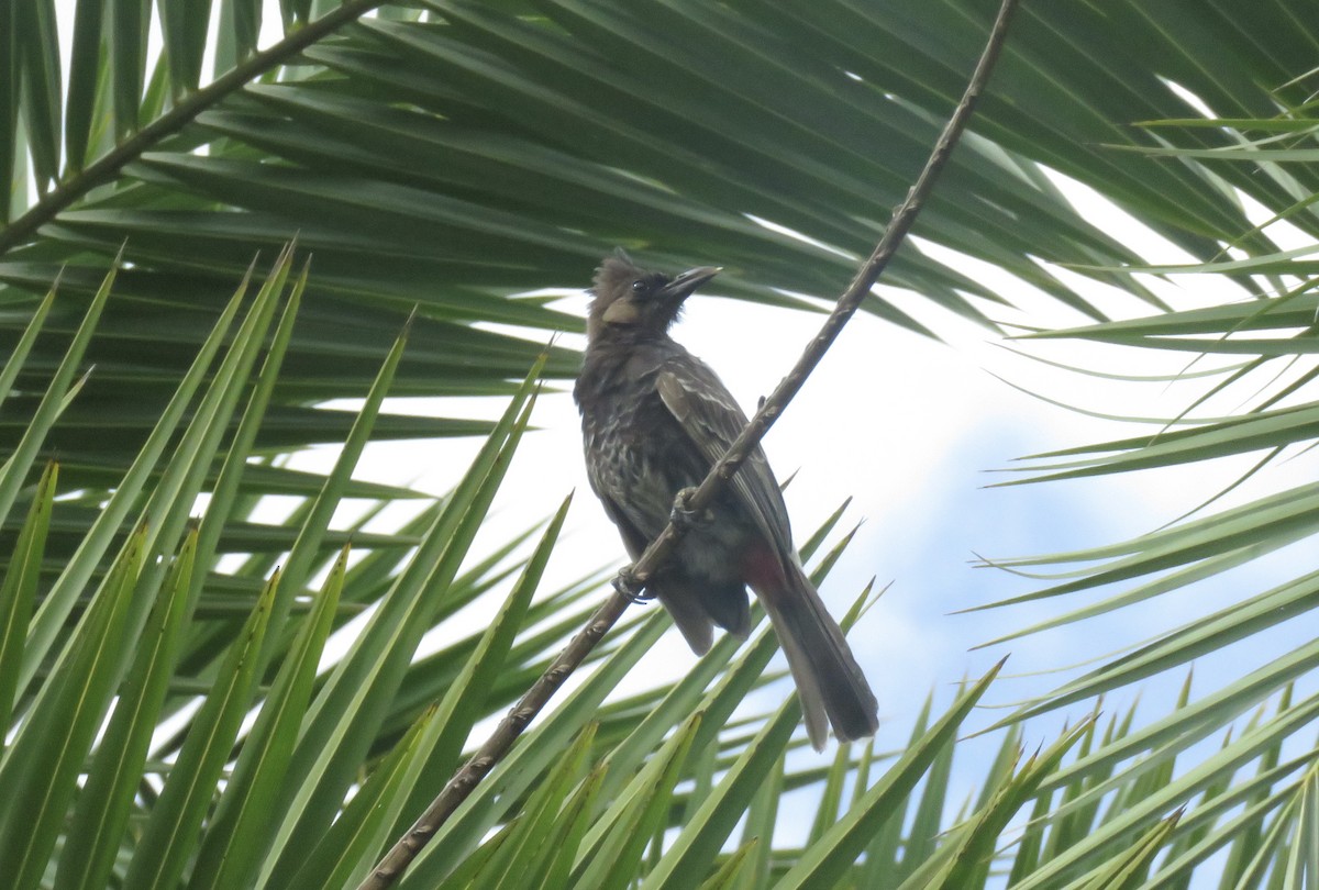 Red-vented Bulbul - ML576317031