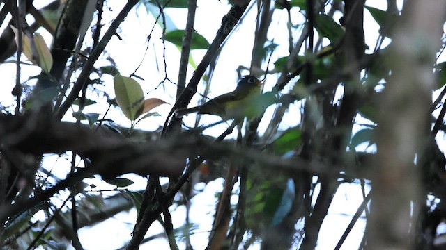 White-spectacled Warbler - ML576319681