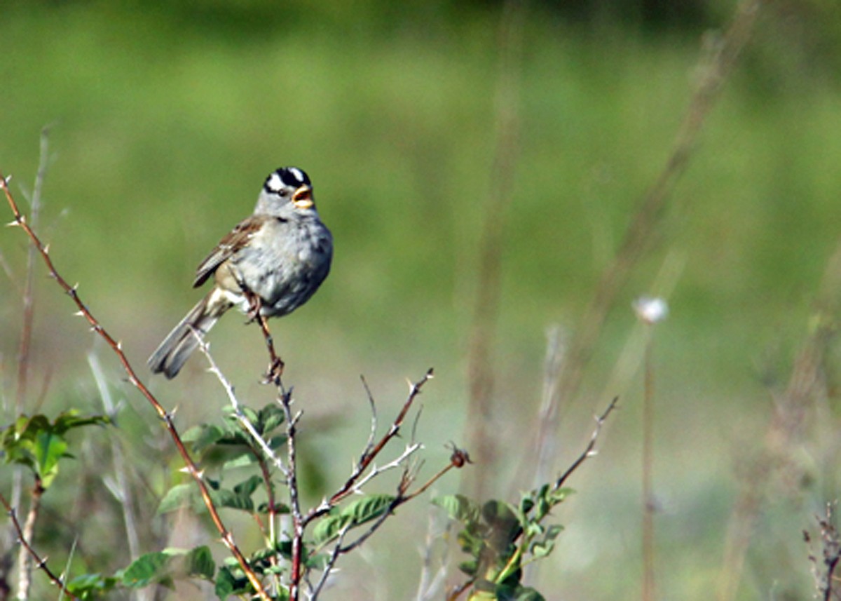 White-crowned Sparrow - ML576322621