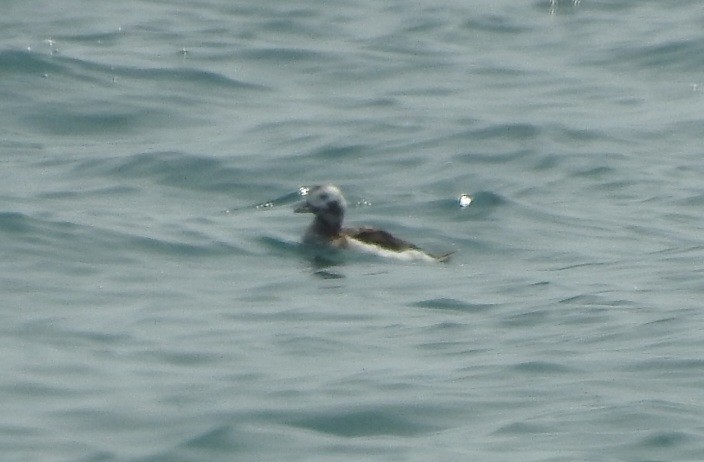 Long-tailed Duck - ML576325051