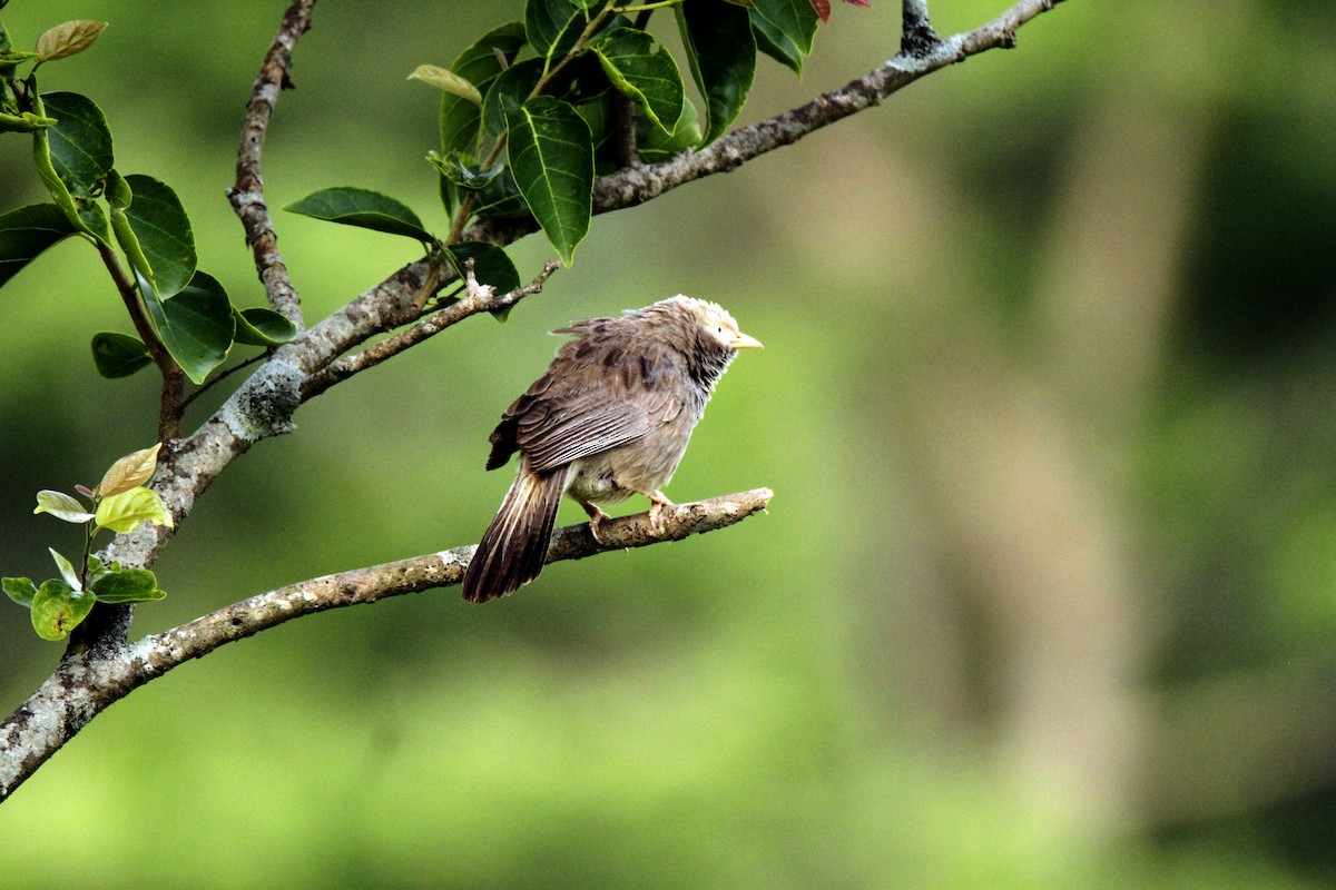 Yellow-billed Babbler - Gireesan TU