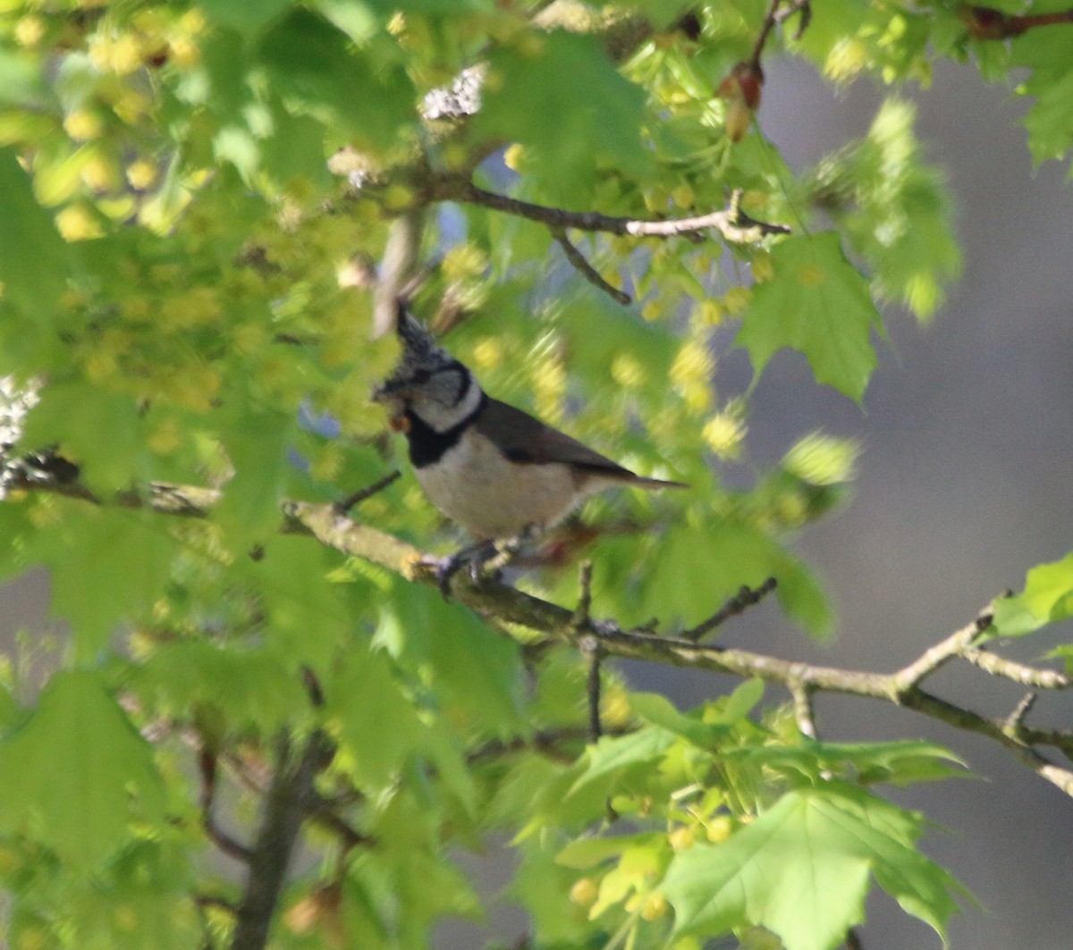 Crested Tit - ML576333331