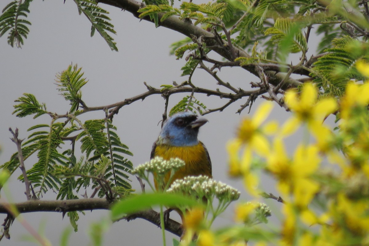 Blue-and-yellow Tanager - ML57633481